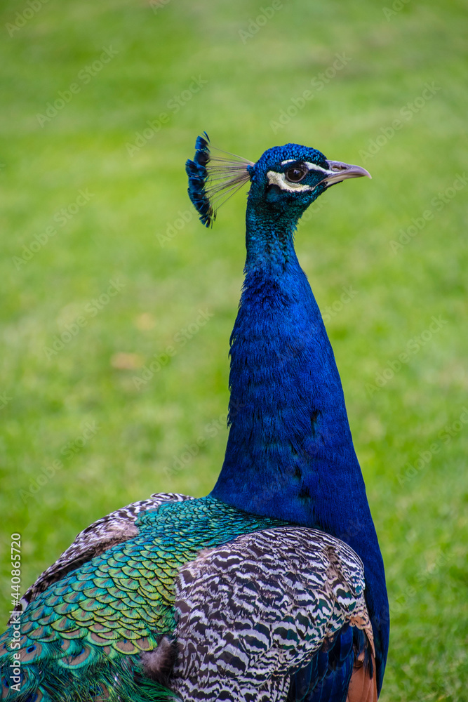 Obraz premium Gorgeous portrait of a blue peacock with silky blue feathers