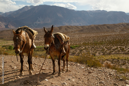 Rural scenic. The Andes mountains. View of two brown mules with saddles in the arid mountains. The field and meadow in the background. 