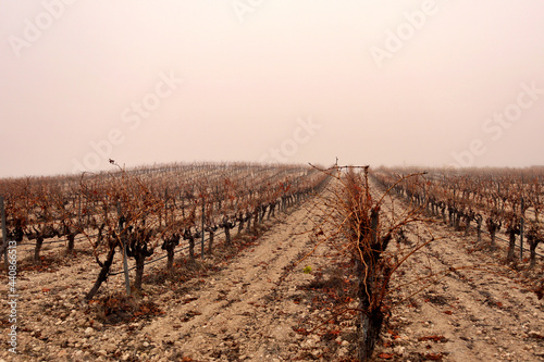 View of a vineyard on a foggy winter day