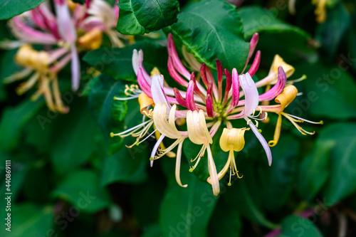 Colorful orange  pink  and white blossoms of a Honeysuckle vine blooming is a garden 