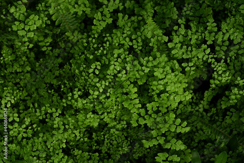 Adiantum raddianum (adiantum Venus hair) plant. Adiantum capillus veneris. Adiantaceae (Pteridaceae ) Family. Adiantum caudatum fern green leaves (Tailed maidenhair fern, Walking maidenhair fern) © Tata
