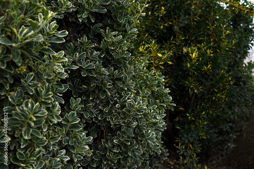 Ficus benjamina (weeping fig, benjamin fig, ficus tree, starlight) Indonesian call it beringin, ringin or waringin. Background with beautiful green leaves closeup of a ficus.