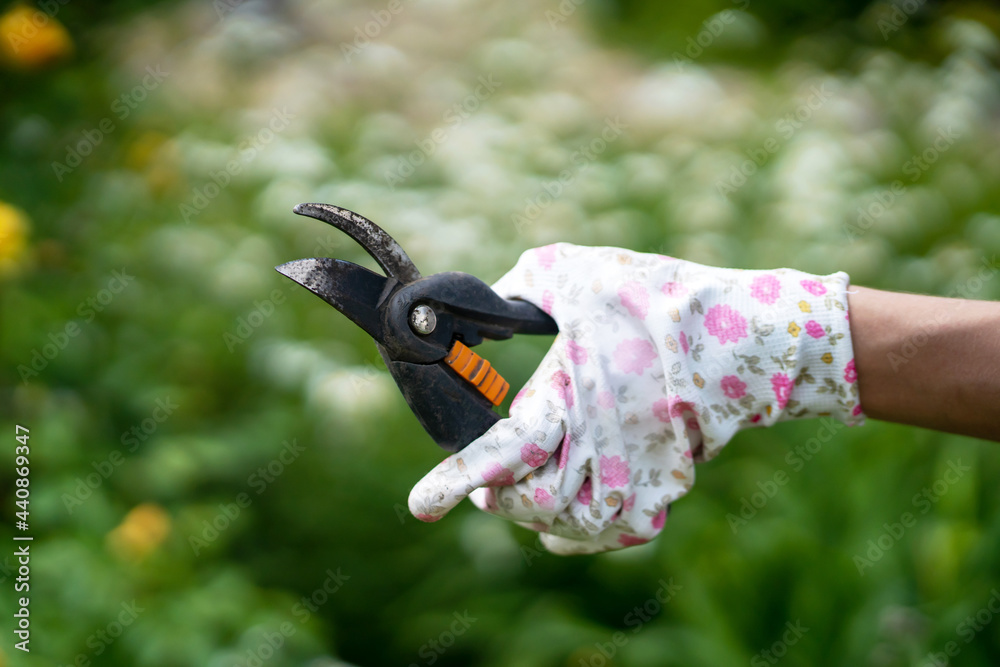Naklejka premium A female hand in gloves with a floral pattern holds a pruner, garden shears, woman engaged in gardening.
