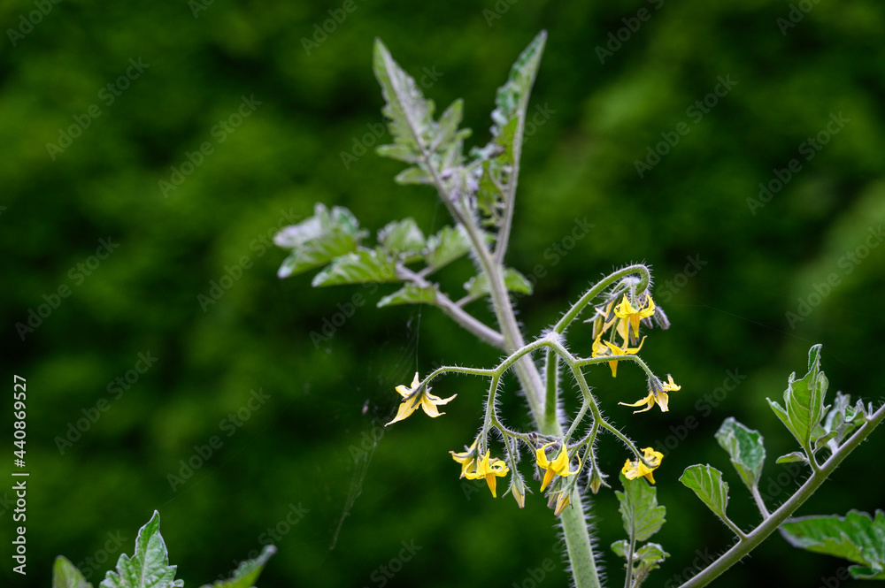 Tomato plants blooming in a kitchen garden against a green foliage background
Tomato plants blooming in a kitchen garden against a green foliage background