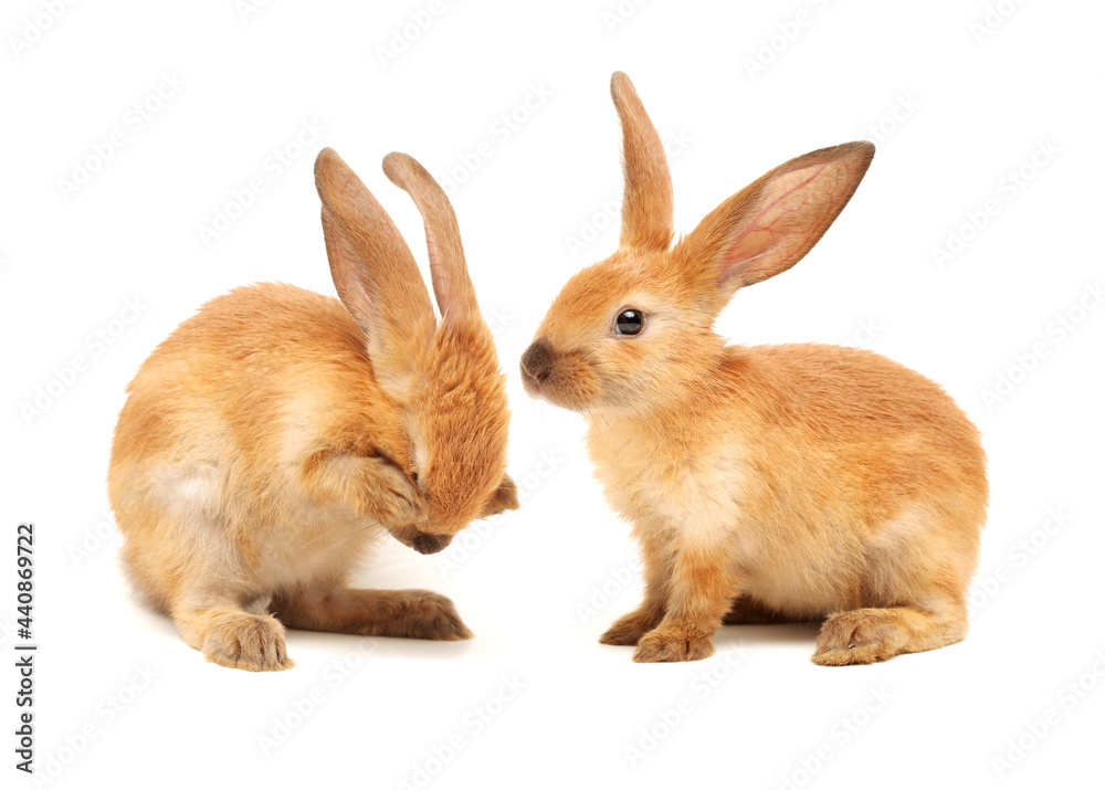 Fototapeta premium rabbits isolated on white background 