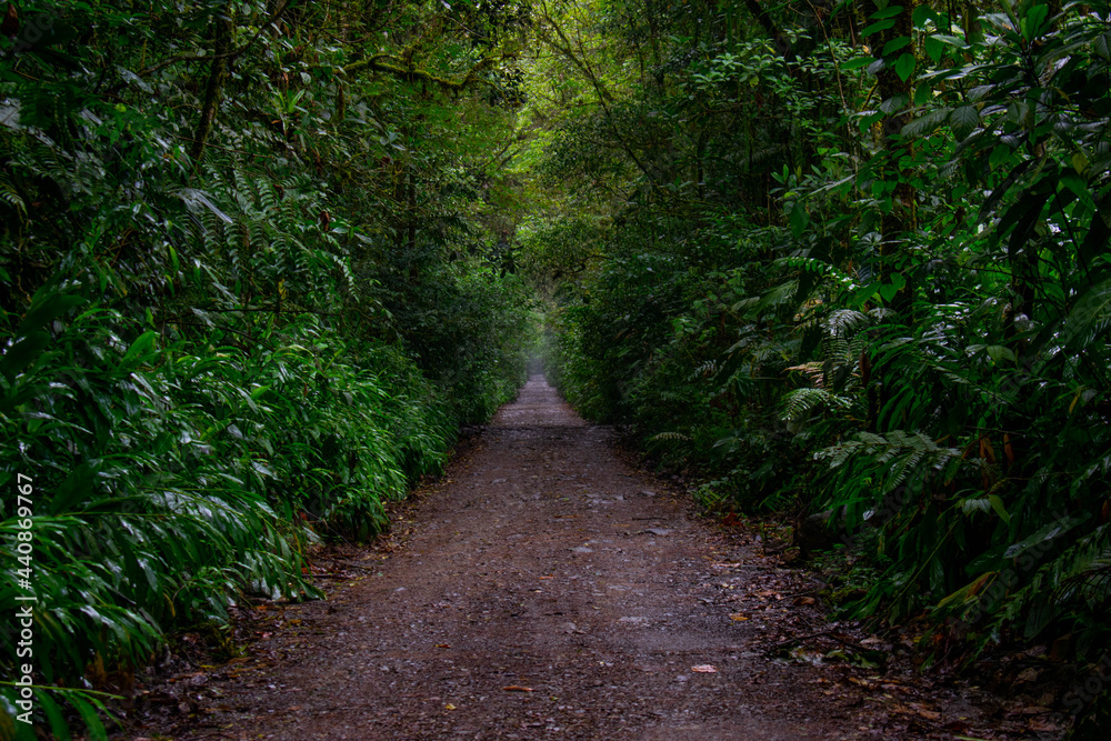 path in the forest