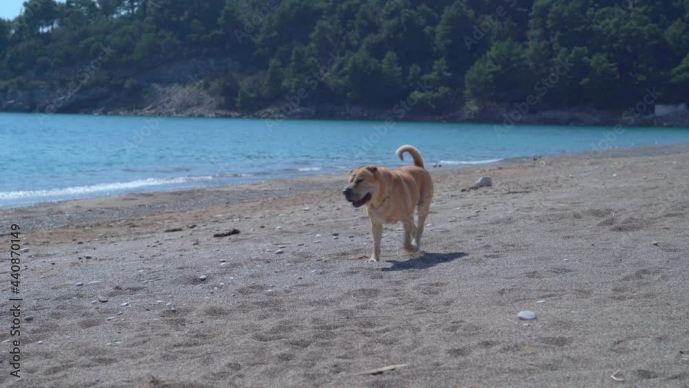 Funny active pooch runs along sandy and pebble beach just for walk or in search of food. Waves washing the seashore and dense forest in background. Funny active pooch runs along sandy and pebble beach just for walk or in search of food. Waves washing the seashore and dense forest in background.