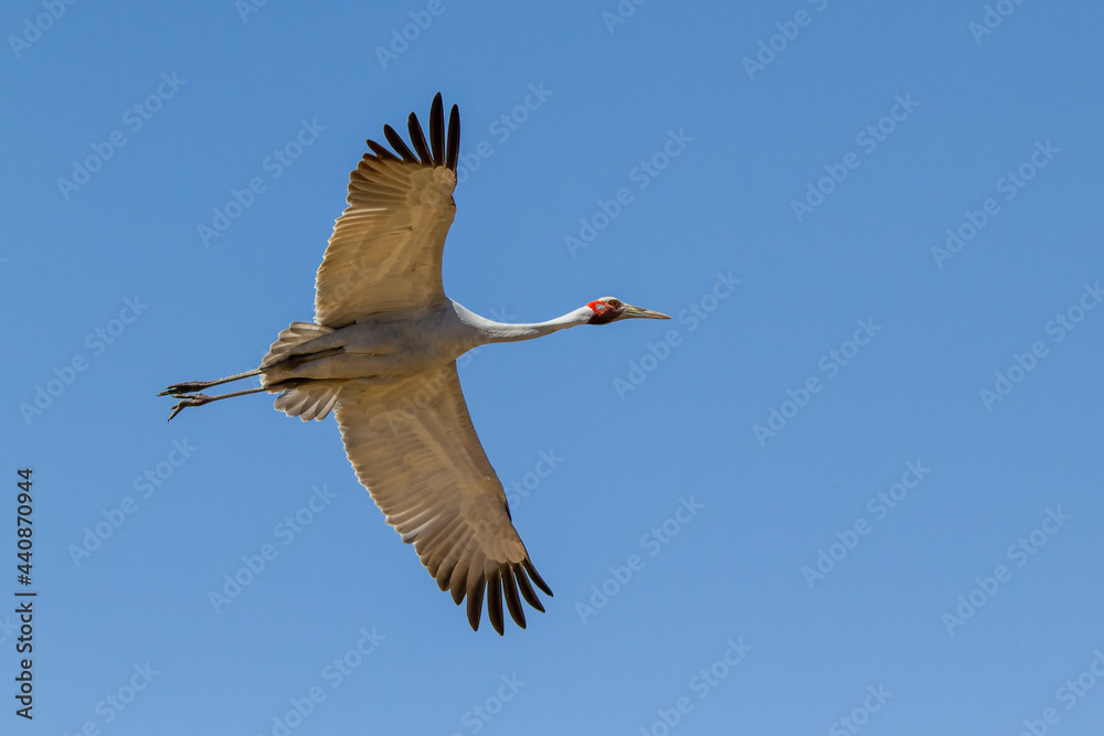 Fototapeta premium Australian Brolga bird in flight
