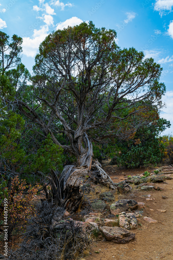 Struggling tree at Cedar Point - Black Canyon of the Gunnison