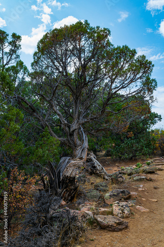 Struggling tree at Cedar Point - Black Canyon of the Gunnison