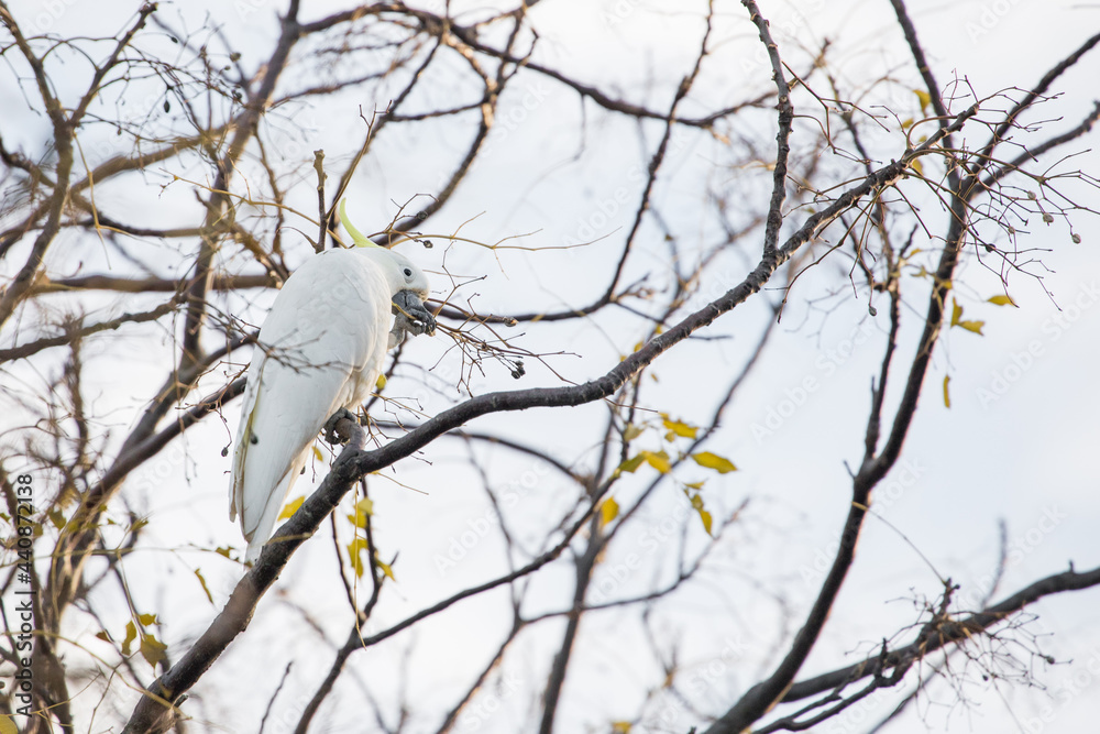 Fototapeta premium Bird in a tree