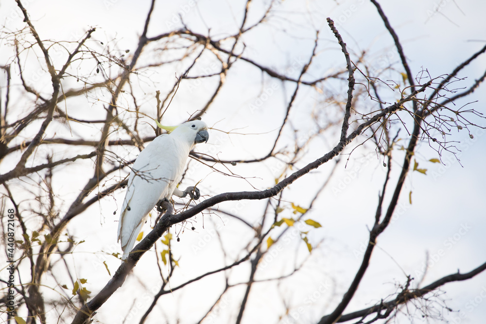 Bird in a tree Bird in a tree
