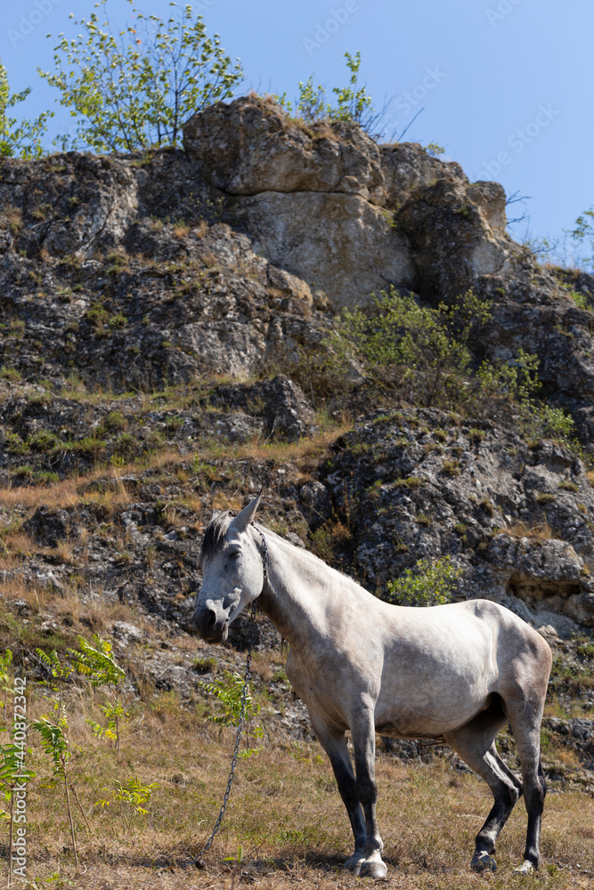 A white horse in a pasture in the mountains. A white horse in a pasture in the mountains.