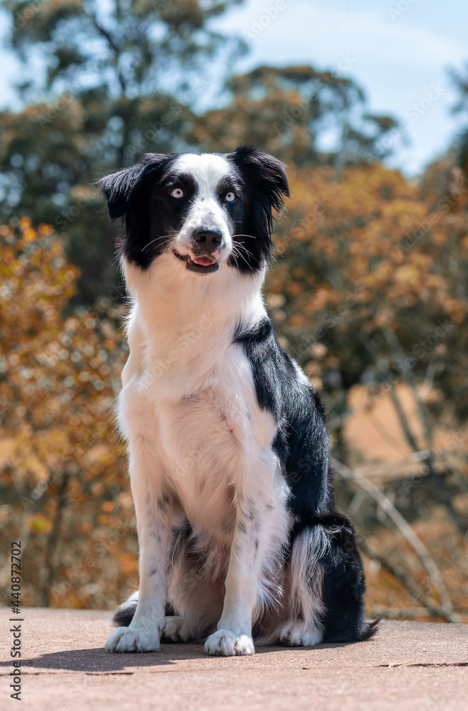 beautiful border collie dog sitting outdoors at a sunny day