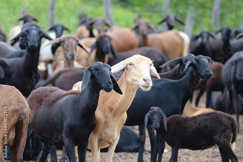 Obraz na plátně Herd of sheep rests on a farm in northeastern Brazil