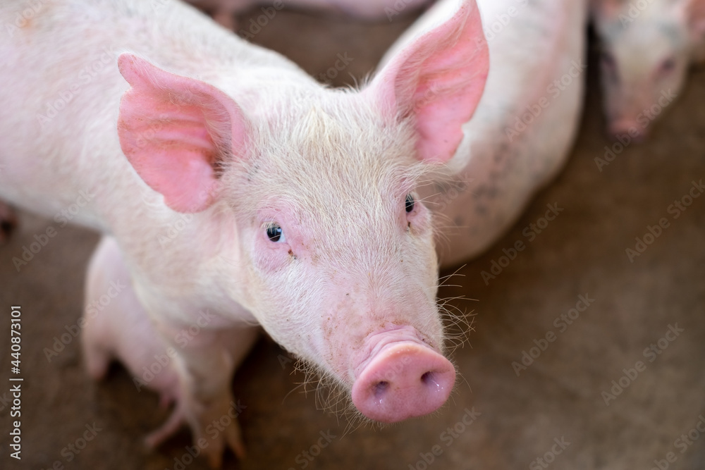 Pig farm in swine business in tidy and clean indoor housing farm, with pig mother feeding piglet Pig farm in swine business in tidy and clean indoor housing farm, with pig mother feeding piglet