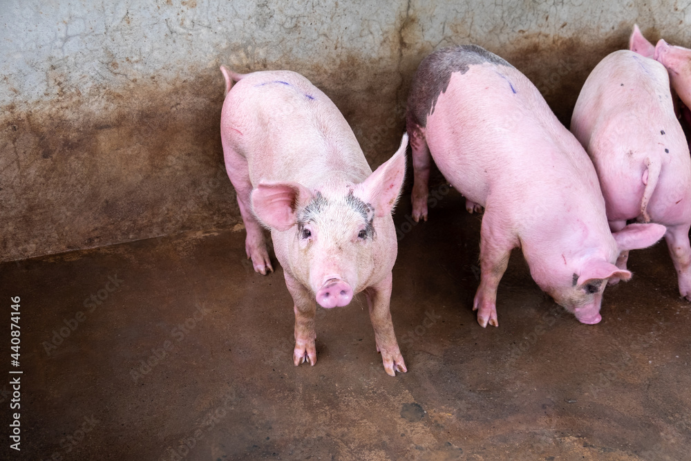Pig farm in swine business in tidy and clean indoor housing farm, with pig mother feeding piglet Pig farm in swine business in tidy and clean indoor housing farm, with pig mother feeding piglet