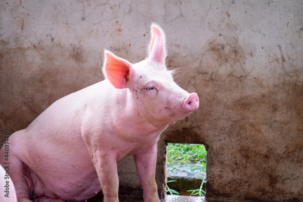 pig-farm-in-swine-business-in-tidy-and-clean-indoor-housing-farm-with