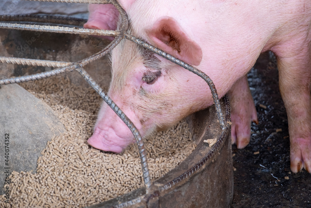 Pig farm in swine business in tidy and clean indoor housing farm, with pig mother feeding piglet Pig farm in swine business in tidy and clean indoor housing farm, with pig mother feeding piglet