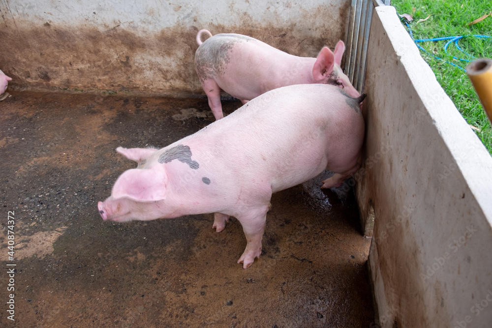 Pig farm in swine business in tidy and clean indoor housing farm, with pig mother feeding piglet