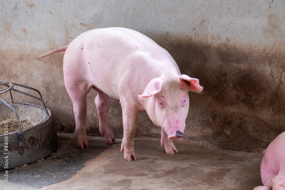 Pig farm in swine business in tidy and clean indoor housing farm, with pig mother feeding piglet