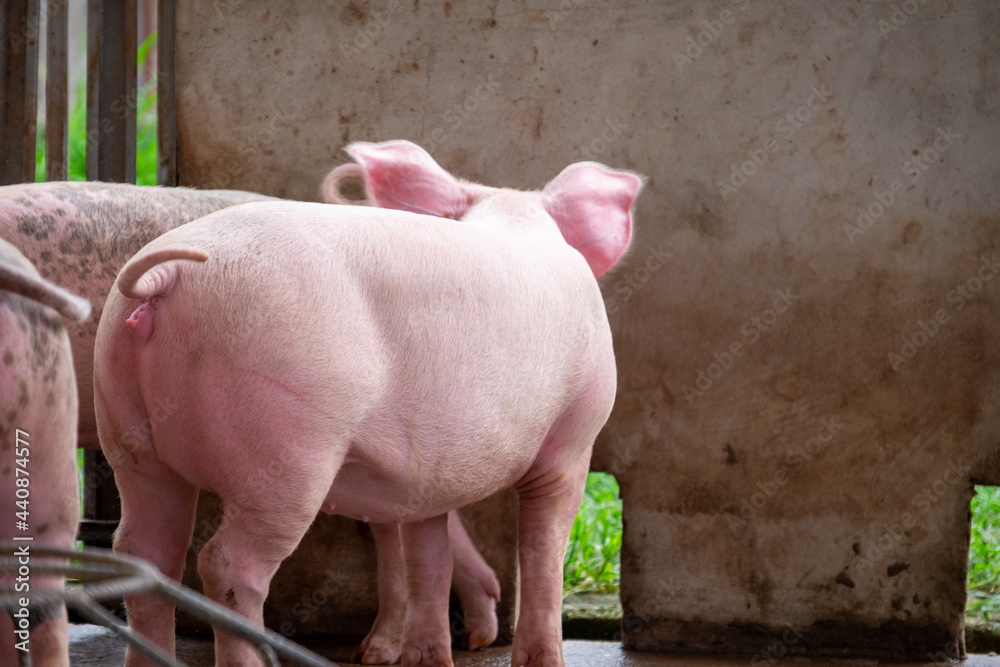 Pig farm in swine business in tidy and clean indoor housing farm, with pig mother feeding piglet Pig farm in swine business in tidy and clean indoor housing farm, with pig mother feeding piglet
