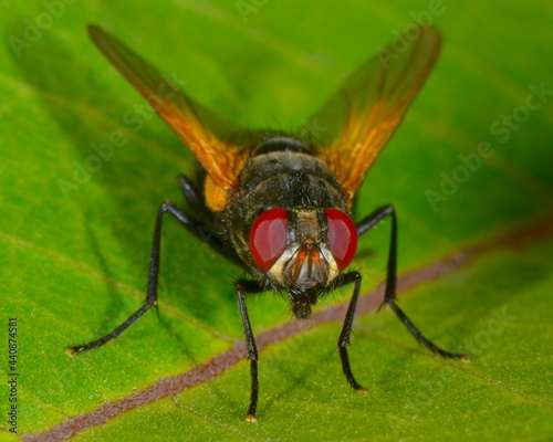 Fly on a leaf - Golden-winged Fly - Ontario, Canada 