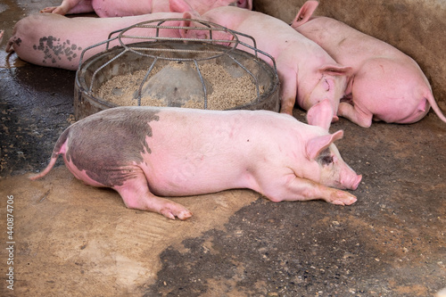 Pig farm in swine business in tidy and clean indoor housing farm, with pig mother feeding piglet