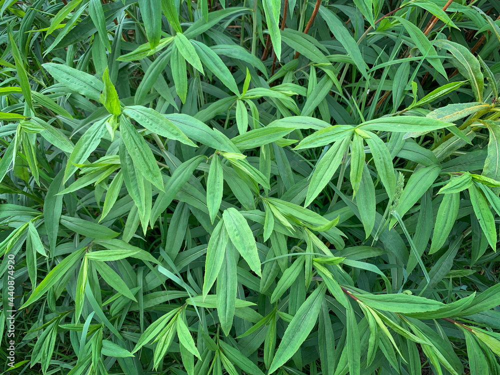 Fototapeta premium Natural green leafy texture background, selective focus