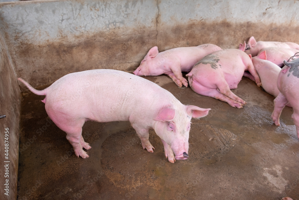 Pig farm in swine business in tidy and clean indoor housing farm, with pig mother feeding piglet Pig farm in swine business in tidy and clean indoor housing farm, with pig mother feeding piglet