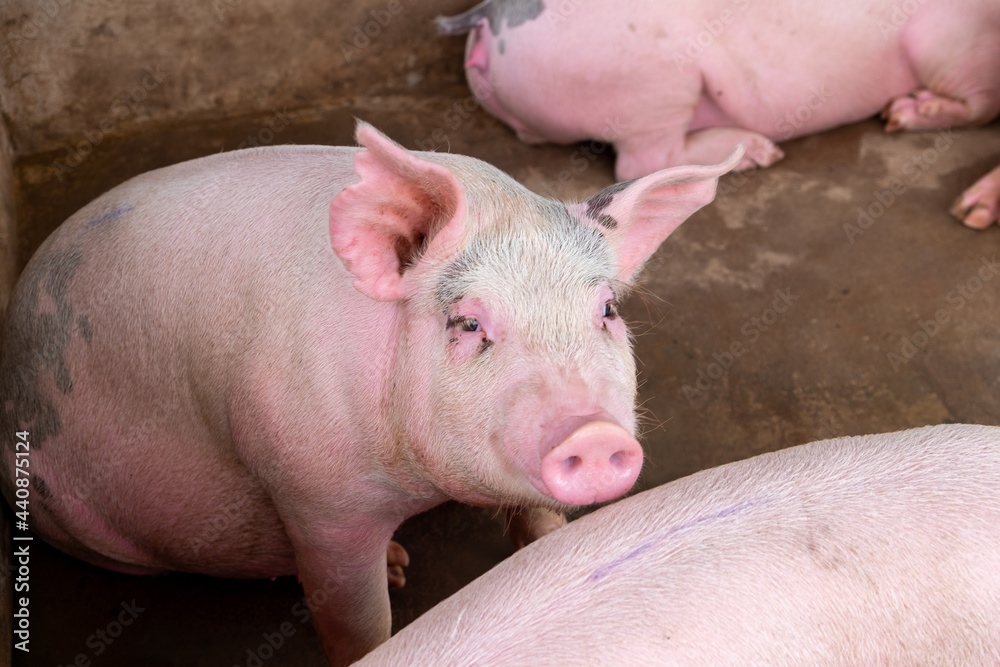 Pig farm in swine business in tidy and clean indoor housing farm, with pig mother feeding piglet Pig farm in swine business in tidy and clean indoor housing farm, with pig mother feeding piglet