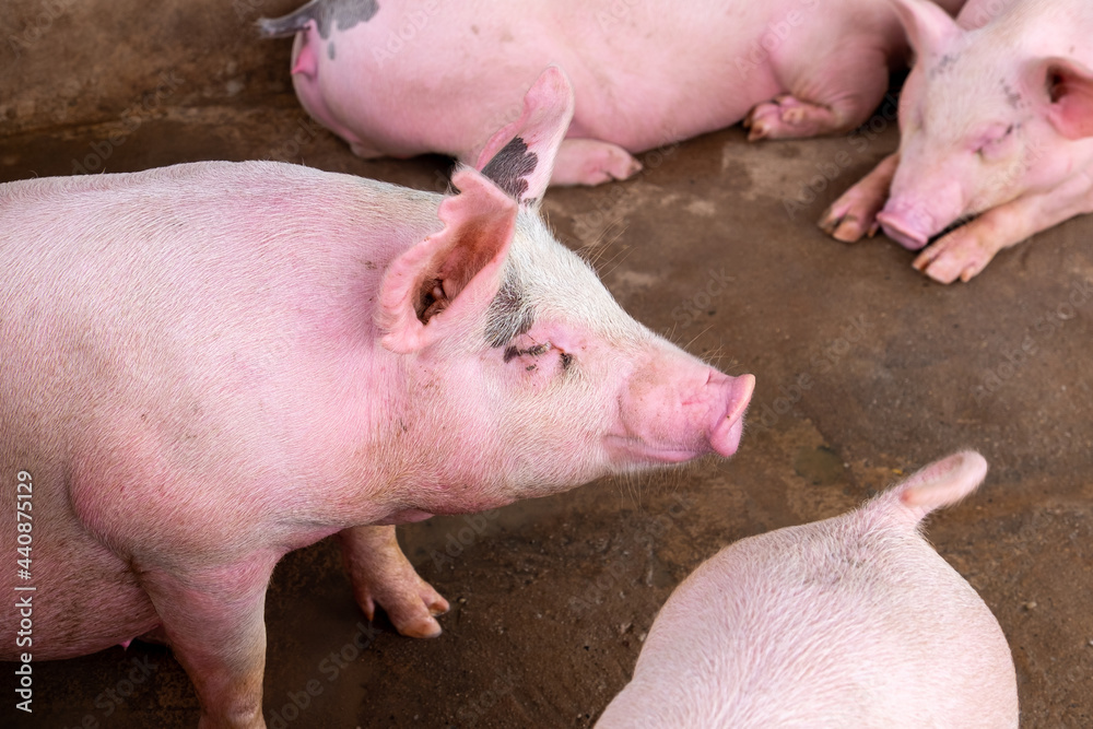 Pig farm in swine business in tidy and clean indoor housing farm, with pig mother feeding piglet Pig farm in swine business in tidy and clean indoor housing farm, with pig mother feeding piglet