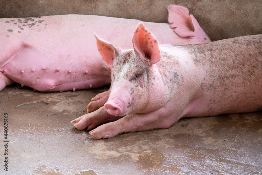 pig-farm-in-swine-business-in-tidy-and-clean-indoor-housing-farm-with