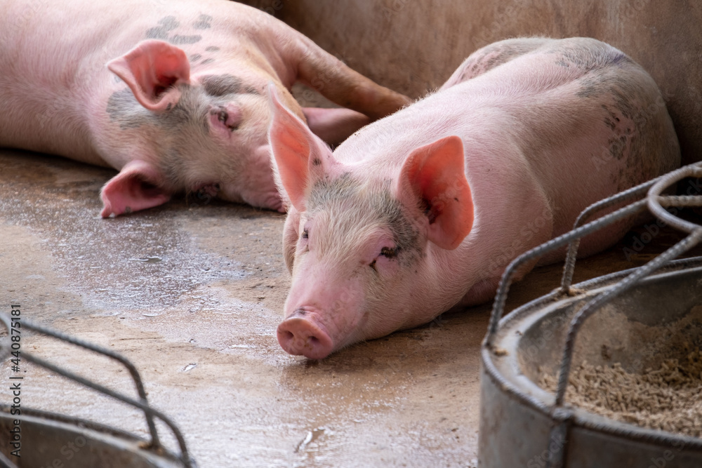Pig farm in swine business in tidy and clean indoor housing farm, with pig mother feeding piglet Pig farm in swine business in tidy and clean indoor housing farm, with pig mother feeding piglet