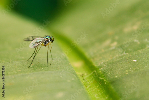 fly on a leaf