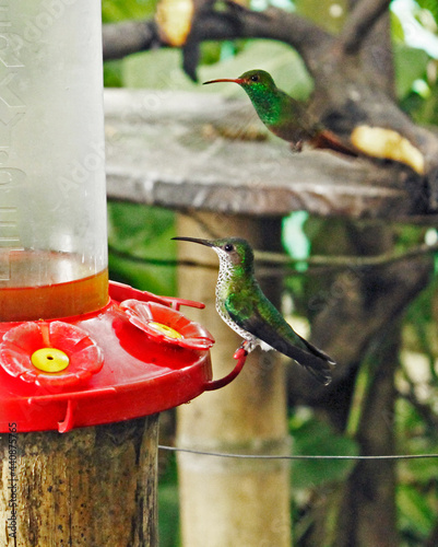 hummingbird feeding on a branch