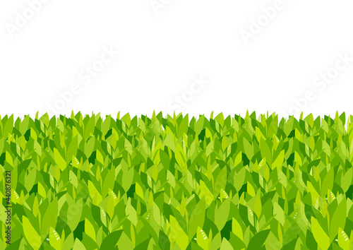 茶畑の緑茶の葉っぱ