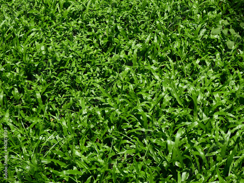 fresh green grass on the ground with sunlight