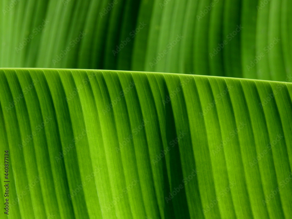 green banana leaf texture background green banana leaf texture background