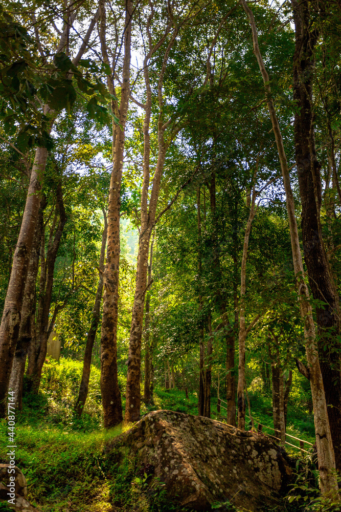 footpath in the forest footpath in the forest
