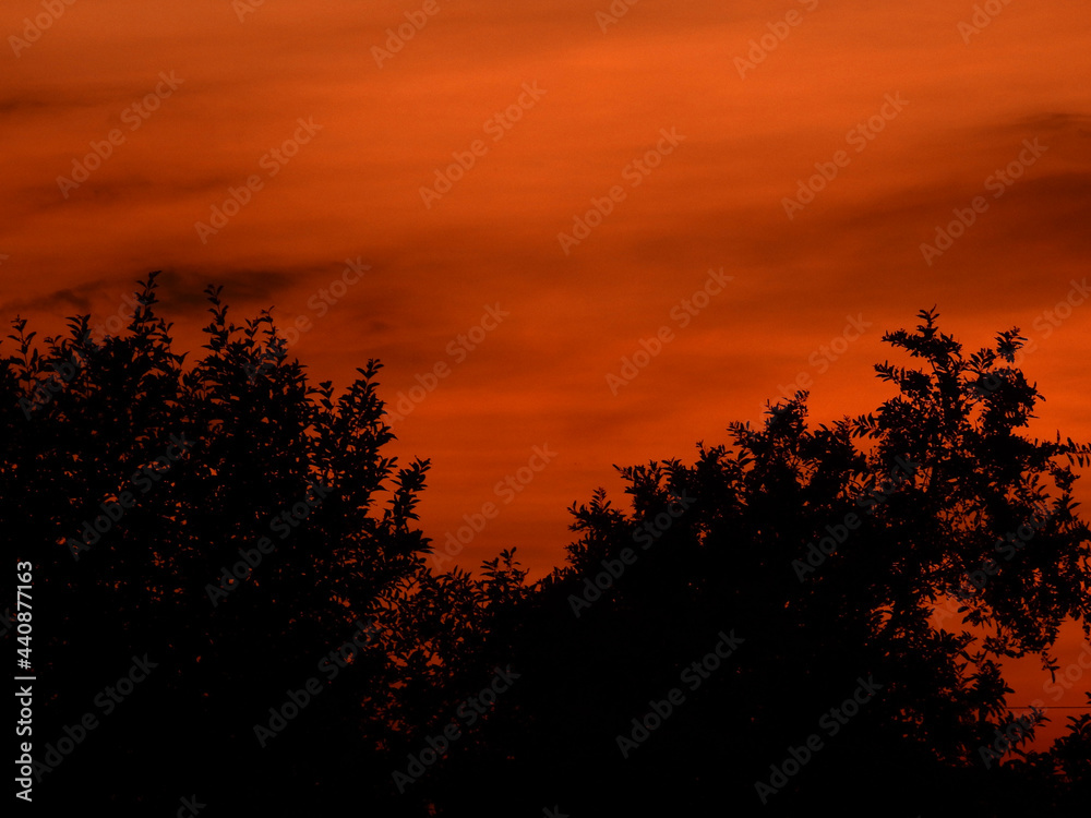 silhouette of tree with orange sky background at sunset