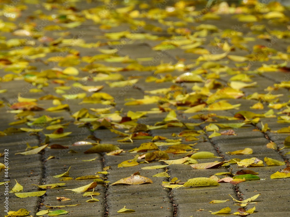 yellow autumn leaf on wet block floor after rain