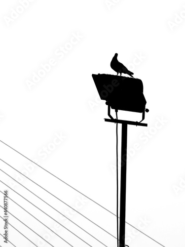 silhouette of pigeon on the pole with sling of bridge