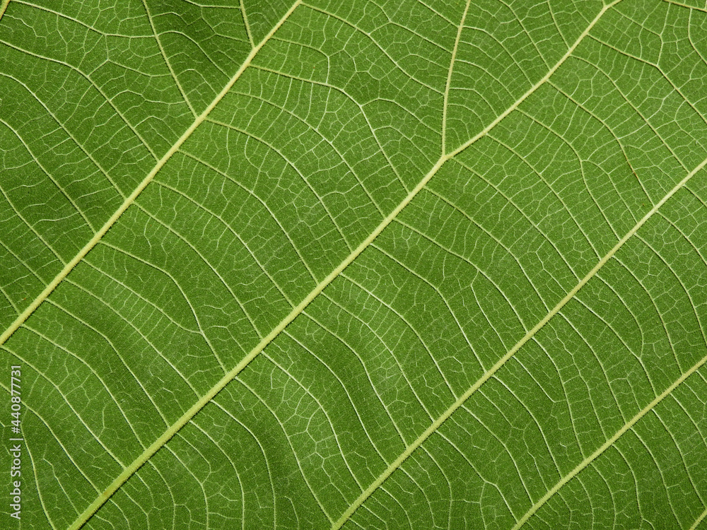 texture of green teak leaf texture of green teak leaf