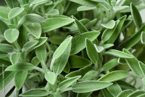 Green sage, sage leaves abstract background, fresh toned leaves. Macro. Top view, flat lay. 
