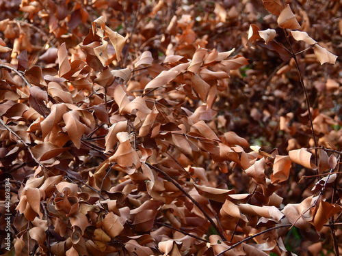 dry brown leaf of tree