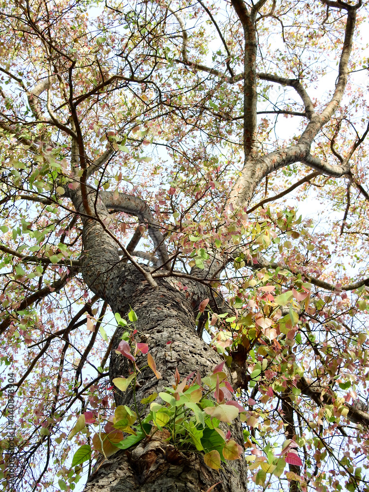Fototapeta premium under the big bodhi tree with young leaf