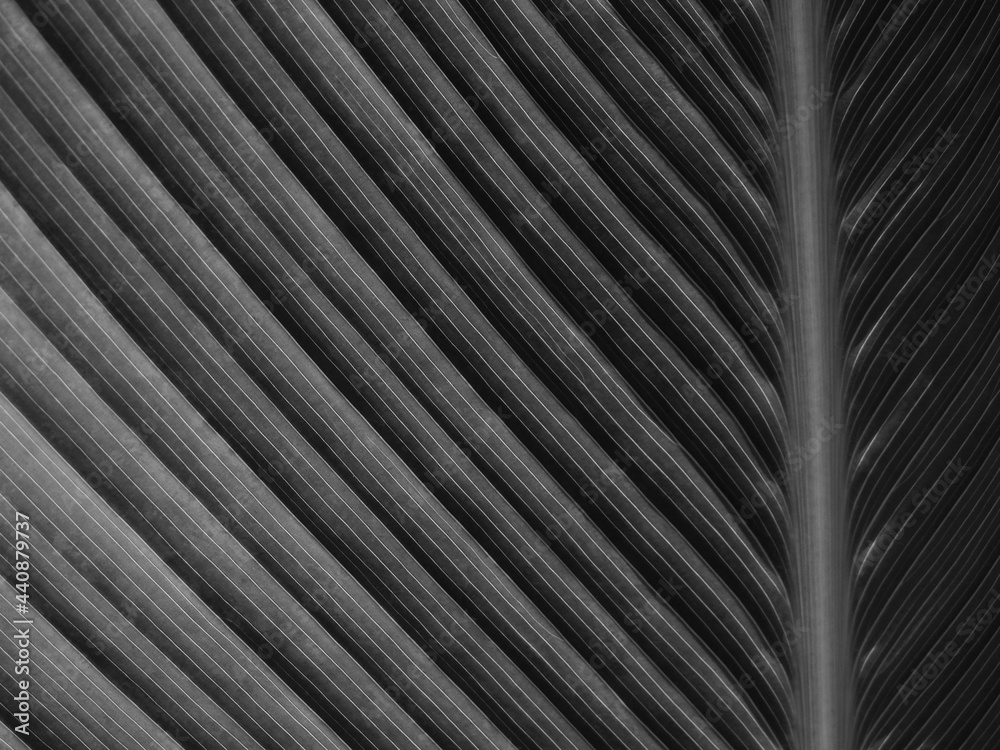 Obraz premium black leaves with line texture