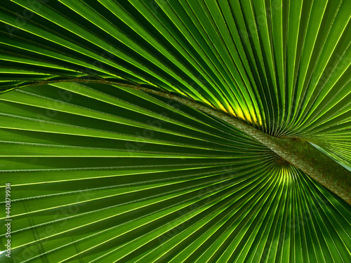 green palm leaf of tree in sunlight