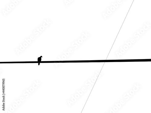 pigeon on electric wire silhouette isolated on white background